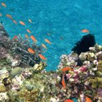 12716796_510520349149875_1476208228_a