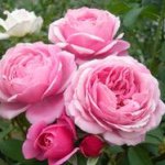 11374634_695291180599919_2004211004_a