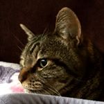 10865070_1649183468669939_432299141_a