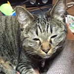 12543286_171498536545994_1522374966_a