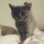 11357736_109580239395212_485431390_a