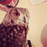 12407654_199205580427822_1738863196_a