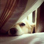 11356631_1486209711677068_1203059341_a