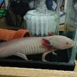 10693449_729664530440306_110748527_a