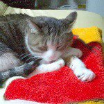 11111380_353478504845739_184024170_a