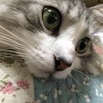 12728398_1679424495655355_1672153397_a