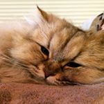 12145546_323422441115164_153973947_a