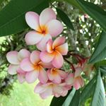 12751097_188537414844555_1797684684_a