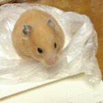 11258857_678662892267564_546999440_a