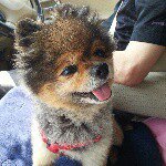 11282282_1643673975868693_891289182_a