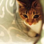 10576101_187619718256647_650074401_a