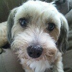 11820535_1619218361689547_1211522701_a