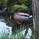 12552478_1683963181860472_1935116970_a