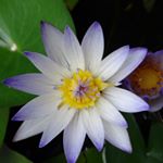 11326330_1454570971534394_930208519_a