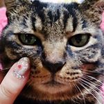 12677738_1266728886676480_1731521873_a