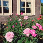 12317841_758111160988064_210060344_a