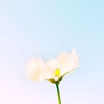 12383453_163290077390946_167305510_a