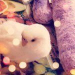 11255899_1457598761210644_1763102231_a