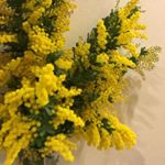 12729618_738301712971403_2028552160_a