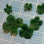 12555938_450714285121106_835235049_a