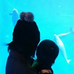 12729541_549477805233120_1377518434_a