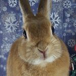 12357730_1632795633647491_1092946040_a