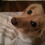 12276834_1558300834460561_255279037_a