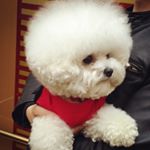 12677156_1724701861130107_804871476_a