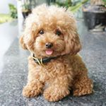 12556077_1017006805032390_1689890277_a