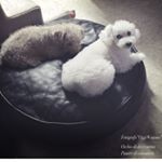 12383491_1012469898802892_1796362169_a