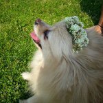 1799662_1602660859964835_88841005_a