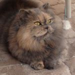 12135478_788505901259101_250215779_a