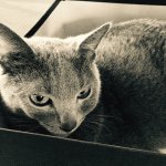 11287782_1608298132790431_366533174_a