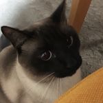 10838929_815255685284926_644338874_a