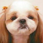 12783255_1739757466269165_98763927_a