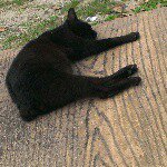 11007880_791917897565356_178859731_a