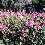 11856714_1598429330419838_53945398_a