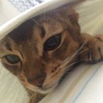 11899488_867654406652572_676455660_a