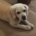 11821942_1619138521677499_1712097430_a