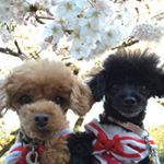 12328427_1539960206304199_1545921901_a