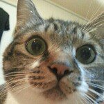 11848982_1681329715414253_1170528138_a