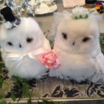 11363802_884254458279016_525100197_a