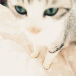 10899295_1482960475354769_100852528_a