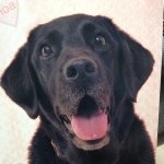 11261327_514667475358541_437472741_a