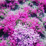 12797685_1047959421943274_1288660487_a