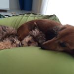 11380975_1658626061023170_67139040_a