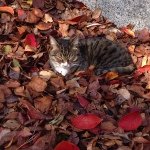 11371196_425040477705339_665834978_a