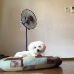 10881792_1399624186997485_1450197521_a