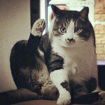 11005195_386693591509662_1187668799_a