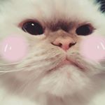 12328472_1321312524561409_620740255_a